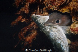 Conger Conger
Conger eel is feeding. by Cumhur Gedikoglu 